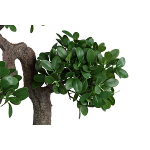 Tree green with Banyan tree, in a black pot and made of plastic, L | PTMD