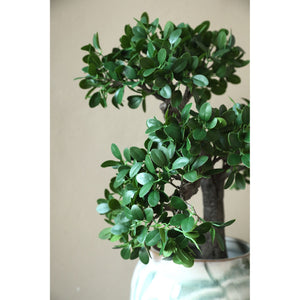 Tree green with Banyan tree, in a black pot and made of plastic, L | PTMD