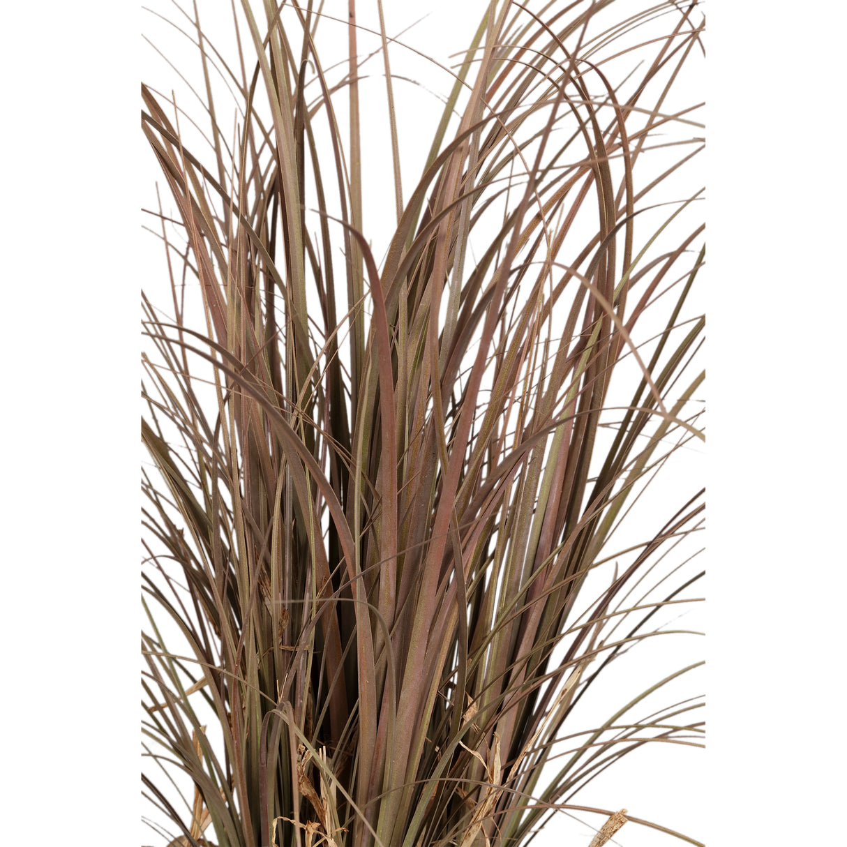 Blätterpflanze – Beige Elefantenfußpalme im Glasvase aus Glas, Kunststoff & Poly, M | PTMD