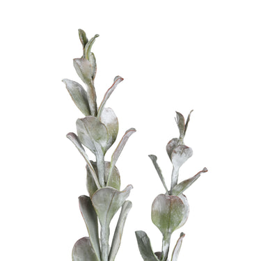 Kunstpflanze - Grüne Cotyledon im Topf Hoch, Zement, Kunststoff, L | PTMD