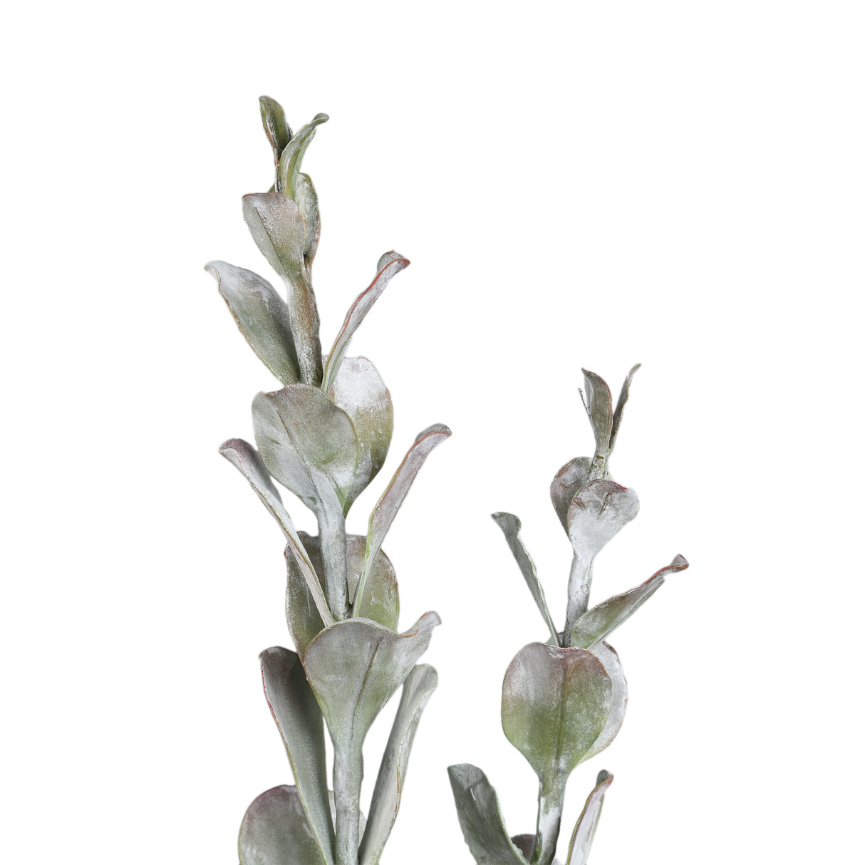 Kunstpflanze - Grüne Cotyledon im Topf Hoch, Zement, Kunststoff, L | PTMD