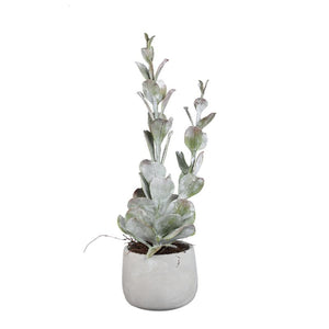 Kunstpflanze - Grüne Cotyledon im Topf Hoch, Zement, Kunststoff, L | PTMD