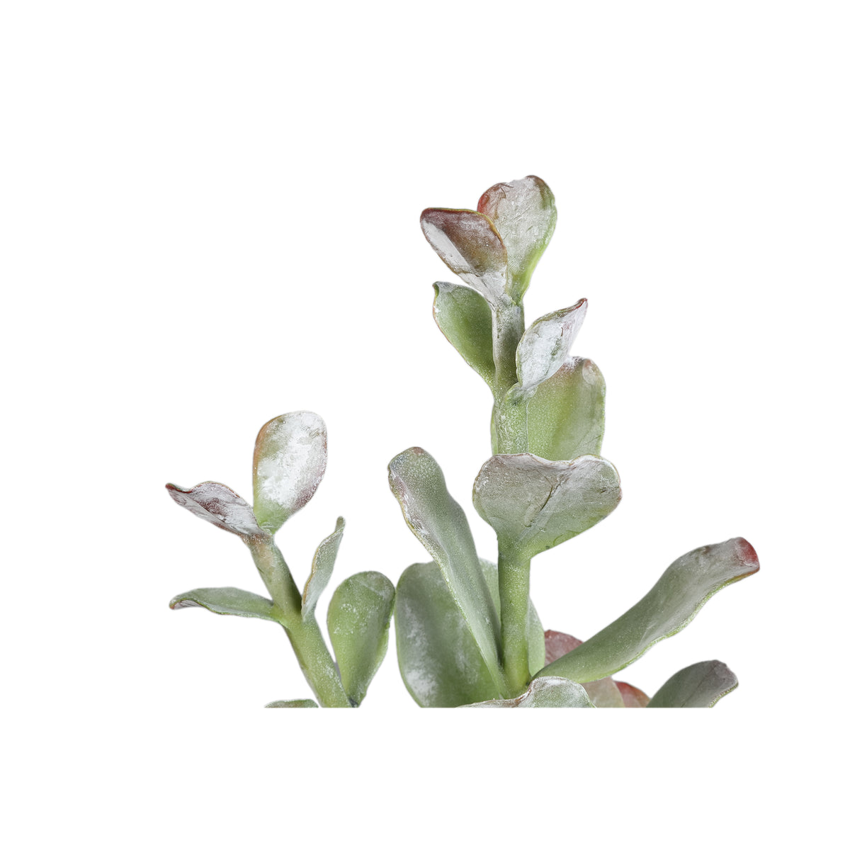 Artificial Plant - Green Cotyledon in Pot Low, Cement, Plastic, M | PTMD
