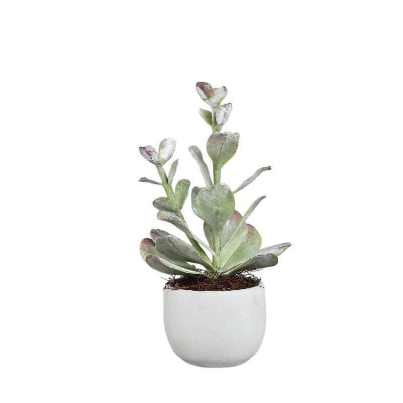 Artificial Plant - Green Cotyledon in Pot Low, Cement, Plastic, M | PTMD