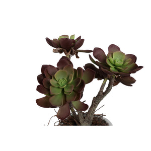 Kunstpflanze - Braune Aeonium, Zementtopf, Kunststoff – M | PTMD