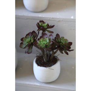 Kunstpflanze - Braune Aeonium, Zementtopf, Kunststoff – M | PTMD