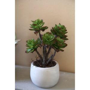 Artificial Plant - Dark Green Aeonium, Cement Pot, Plastic – M | PTMD