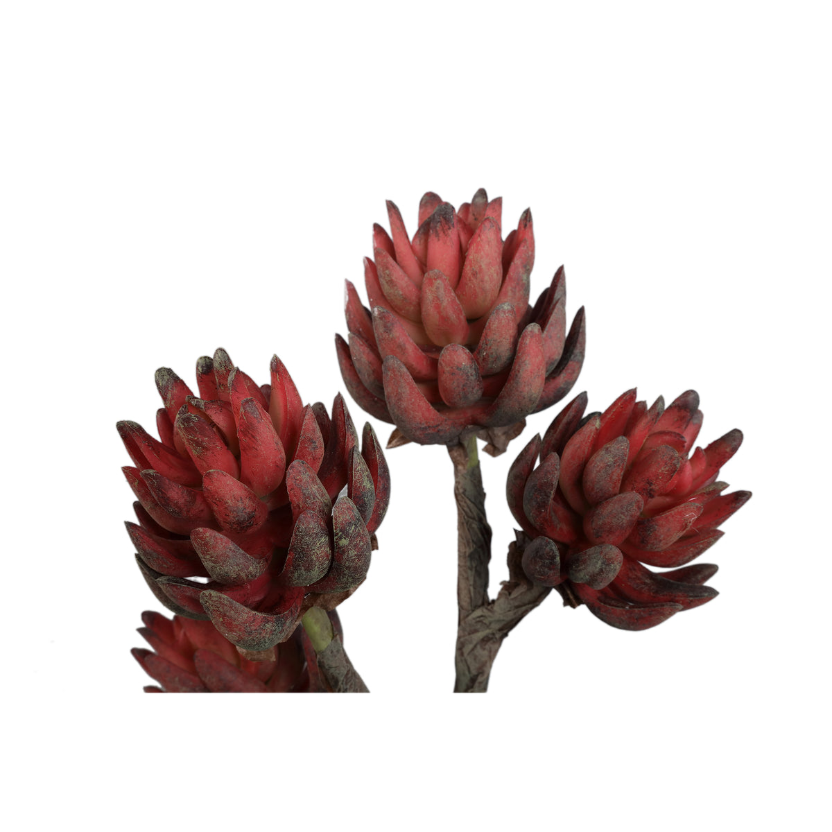 Kunstpflanze - Bronze Echeveria, Zementtopf, Kunststoff,L  | PTMD