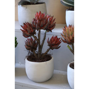 Kunstpflanze - Bronze Echeveria, Zementtopf, Kunststoff,L  | PTMD