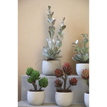 Kunstpflanze - Grüne Cotyledon im Topf Hoch, Zement, Kunststoff, L | PTMD