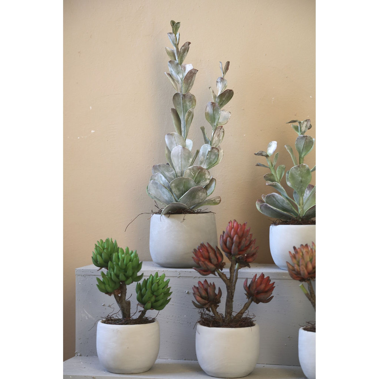 Kunstpflanze - Grüne Cotyledon im Topf Hoch, Zement, Kunststoff, L | PTMD