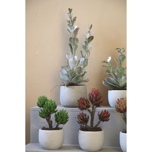 Kunstpflanze - Grüne Cotyledon im Topf Hoch, Zement, Kunststoff, L | PTMD