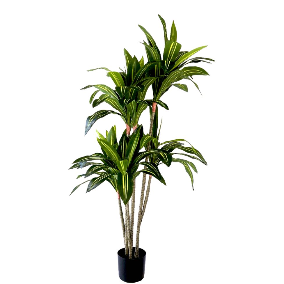 Kunstpflanze – Kunststoffmaterial, Tropisches Design, Mehrstämmige Form - Dracaena Fragrans | NeverLeafs