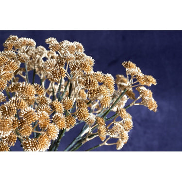 Kunstblume - Sukkulente gold von PTMD - Esszett Luxury | Stilvolles Wohnen mit Charakter