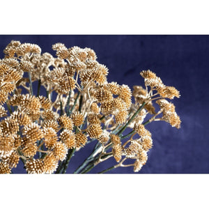 Kunstblume - Sukkulente gold von PTMD - Esszett Luxury | Stilvolles Wohnen mit Charakter