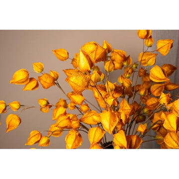 Kunstzweig - Physalis Orange von PTMD - Esszett Luxury | Stilvolles Wohnen mit Charakter