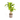 Zimmerpflanze Tropisches Blattdesign, Ø19cm ↕70–90cm – Dracaena Fragrans Massangeana | Kolibri Company - Esszett Luxury | Stilvolles Wohnen mit Charakter