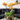 Zimmerpflanzen Multiflora Phalaenopsis, Orange, 4er - Set – Ø12 cm – Las Vegas | Kolibri Orchids - Esszett Luxury | Stilvolles Wohnen mit Charakter