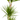 Zimmerpflanze Schlankes Dunkelgrünes Laub, Ø24cm – Dracaena Marginata Green | Green boutiQ - Esszett Luxury | Stilvolles Wohnen mit Charakter