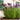 Gartenpflanze Aromatische Violette Blüten im 6er - Set – Lavandula stoechas Anouk® | Green boutiQ - Esszett Luxury | Stilvolles Wohnen mit Charakter