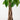Zimmerpflanze mit Bio Viber Topf, Ø21 cm, 80 cm hoch – Pachira Aquatica (Geldbaum) | e-Flora